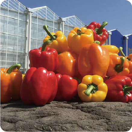 株式会社タカヒコアグロビジネス