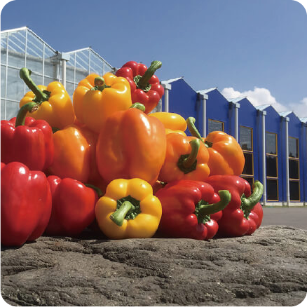 DKファーム株式会社